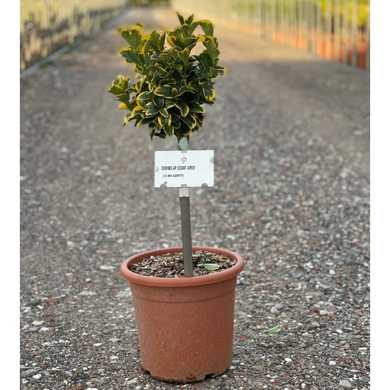 Japán kecskerágó   EUONYMUS JAPONICUS ELEGANTISSIMUS AUREUS T1/4 K9