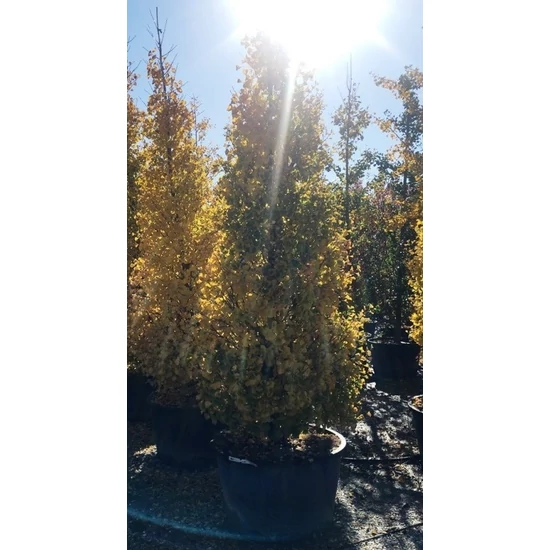 Páfrányfenyő    GINKGO BILOBA FASTIGIATA BLAGON T200 10/12 K30