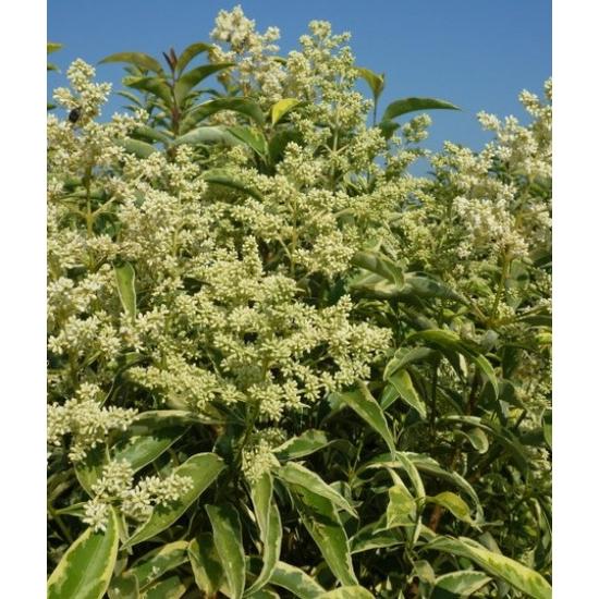 Tarka japán fagyal  LIGUSTRUM JAPONICUM EXCELSUM SUPERBUM T1/2 40/45 K15