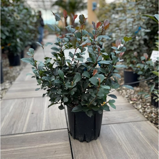 Örökzöld korallberkenye   PHOTINIA FRASERI LITTLE RED ROBIN 20/+ K3