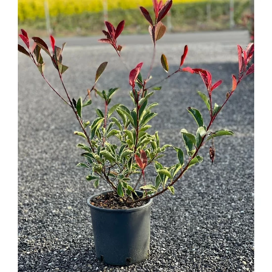 Rózsaszín tarka korallberkenye  PHOTINIA FRASERI PINK MARBLE 40/60 K5