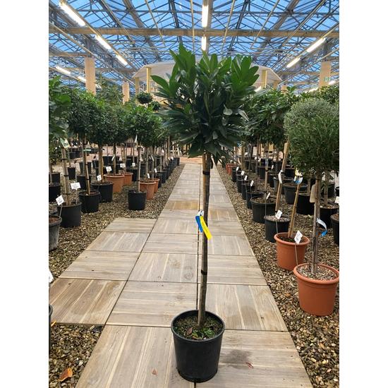 Babérmeggy PRUNUS LAUROCERASUS RENAULT ACE T1/2 K15