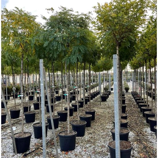 Gömbakác    ROBINIA PSEUDOACACIA UMBRACULIFERA T200 12/14 K55