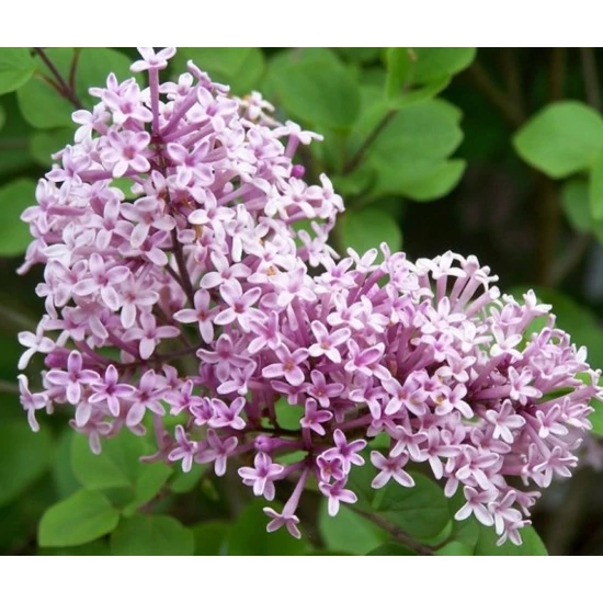 Törpe orgona   SYRINGA MEYERI PALIBIN T1/4 K9