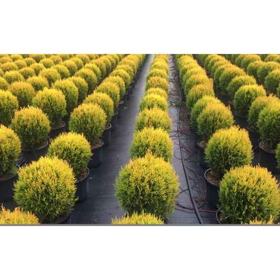 Aranylombú keleti tuja  THUJA ORIENTALIS COMPACTA AUREA NANA 35/40 K15