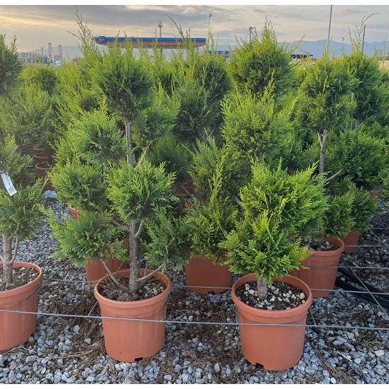 Arany lombú leyland ciprus CUPRESSOCYPARIS LEYLANDII CASTLEWELLAN GOLD POM-PON K12