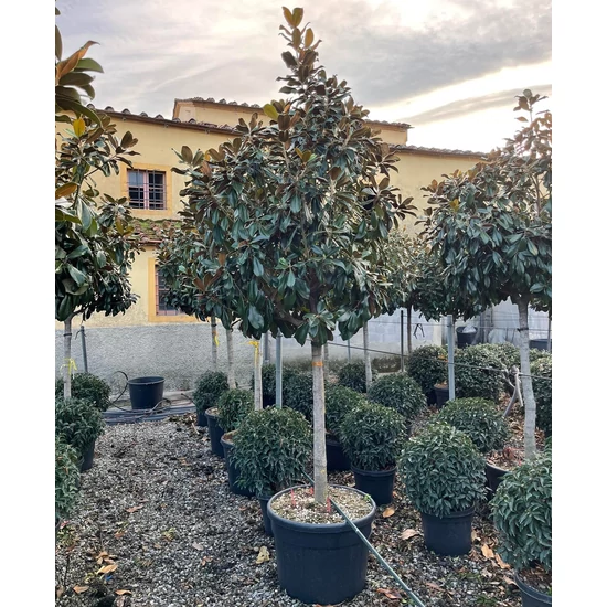 Örökzöld liliomfa   MAGNOLIA GRANDIFLORA GALLISSONIENSIS PRAECOX T1/2 18/20 EXTRA K90