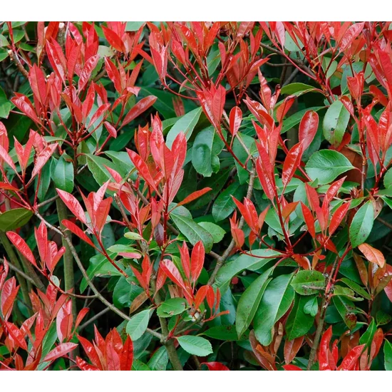 Örökzöld korallberkenye PHOTINIA FRASERI NANA POM-PON 160/180 K70