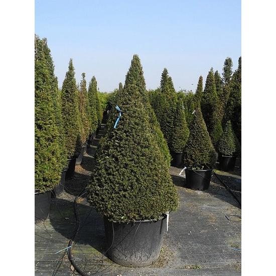 Közönséges tiszafa   TAXUS BACCATA KÚP 120/140 K50