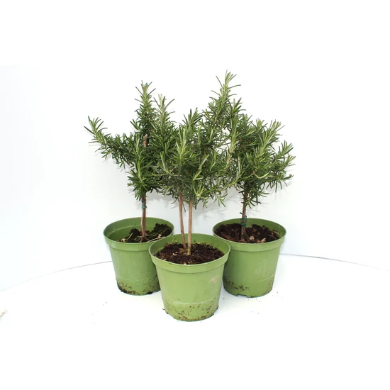 Csüngő rozmaring REPENS T1/4 K3 
