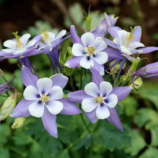 Kék harangláb AQUILEGIA CAERUELA CS13