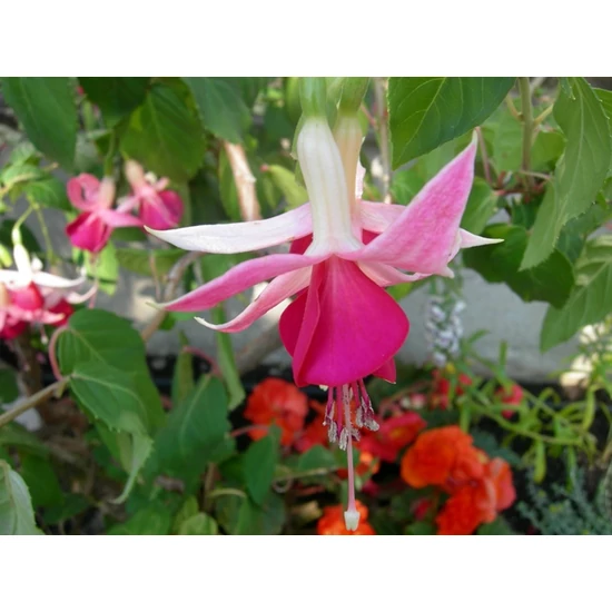 Fukszia   FUCHSIA BOKOR K3