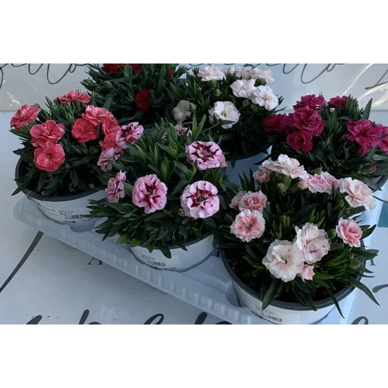 Évelő szegfű DIANTHUS MIX K2