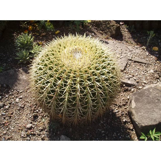 Anyóskaktusz GRUSONII CS25   