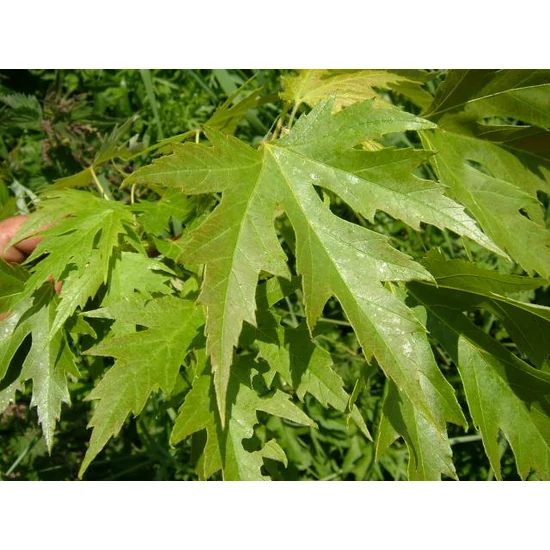 Ezüst juhar   ACER SACCHARINUM K130