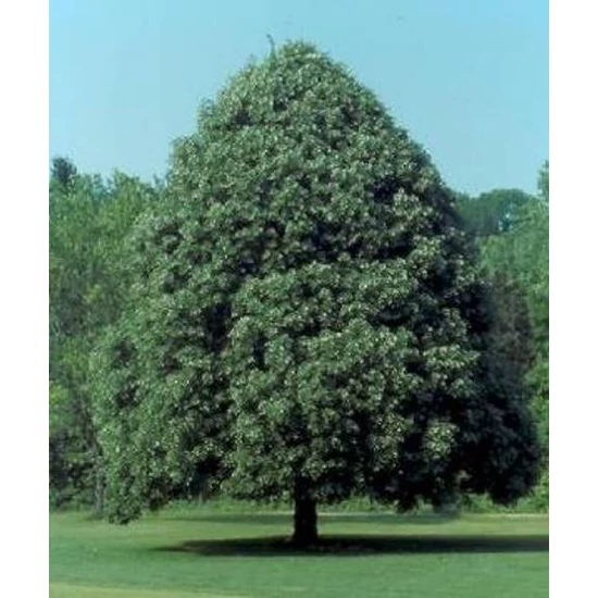 Kislevelű hárs   TILIA CORDATA GREENSPIRE 8/10 K35