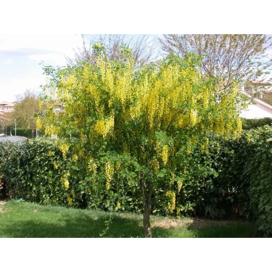 Hosszúfürtű aranyeső   LABURNUM WATERERI VOSSII 200/+ K18