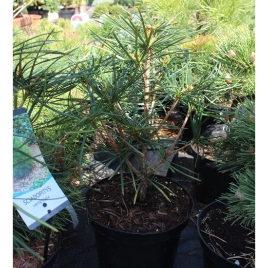  Japán ernyőfenyő SCIADOPITYS VERTICILLATA 20/25 K3,3