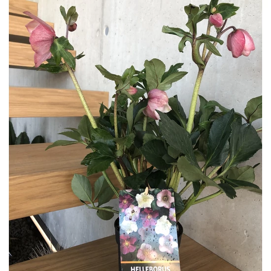 Fekete hunyor HELLEBORUS FAJTÁK CS13