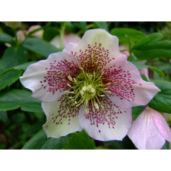 Keleti hunyor HELLEBORUS ORIENTALIS DOUBLE ELLEN CS19