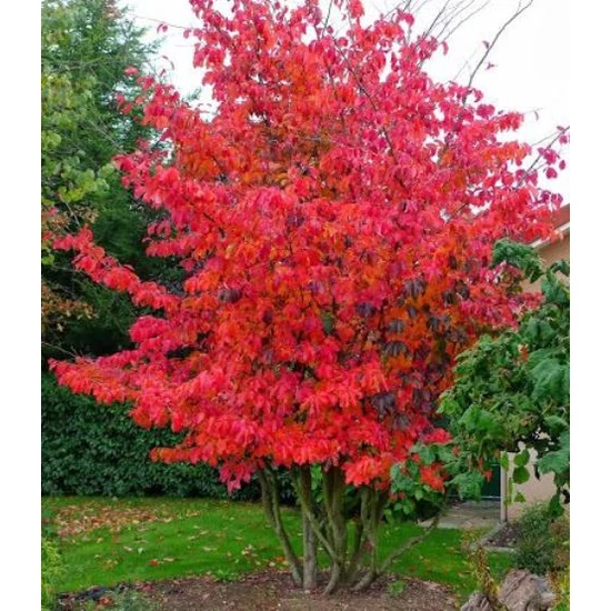 Oszlopos perzsafa   PARROTIA PERSICA VANESSA 100/125 K7.5