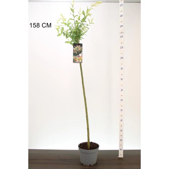 Japán fűz   SALIX INTEGRA HAKURO-NISHIKI T100 K5