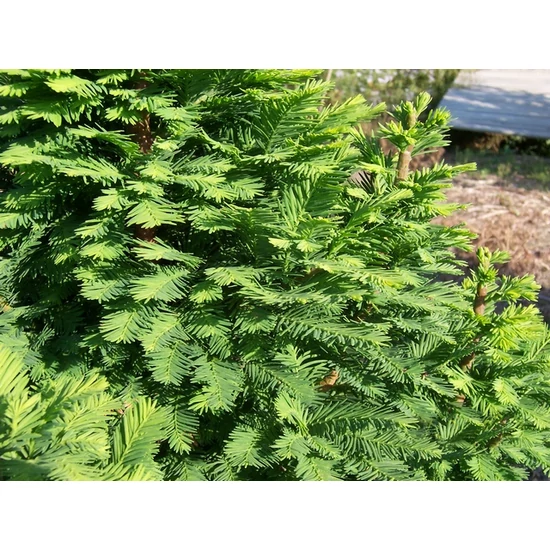 Mocsáriciprus    TAXODIUM DISTICHUM 175/200 K10