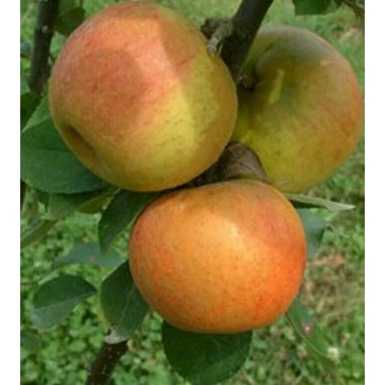 Nyári csíkos borízű alma MALUS DOMESTICA NYÁRI CSÍKOS BORÍZŰ K12