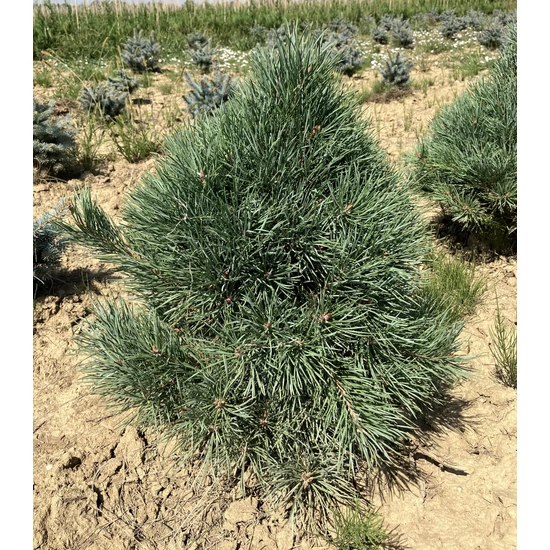 Törpe erdeifenyő PINUS SYLVESTRIS WATERERI 40/60*