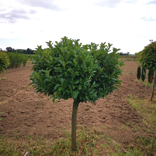 Közönséges babérmeggy PRUNUS LAUROCERASUS ETNA T1/2 100/125 EXTRA*