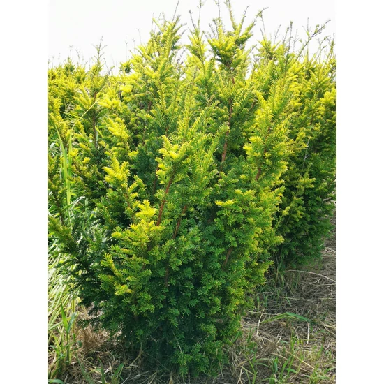 Sárgalombú tiszafa TAXUS BACCATA SEMPERAUREA 100/125*