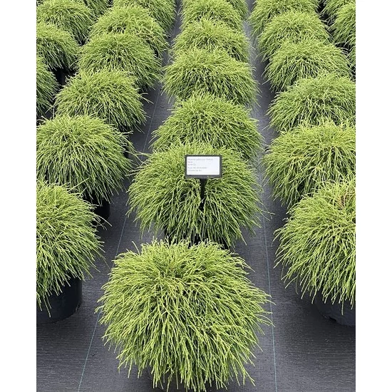 Szavára álciprus   CHAMAECYPARIS PISIFERA FILIFERA NANA 30/40 K12