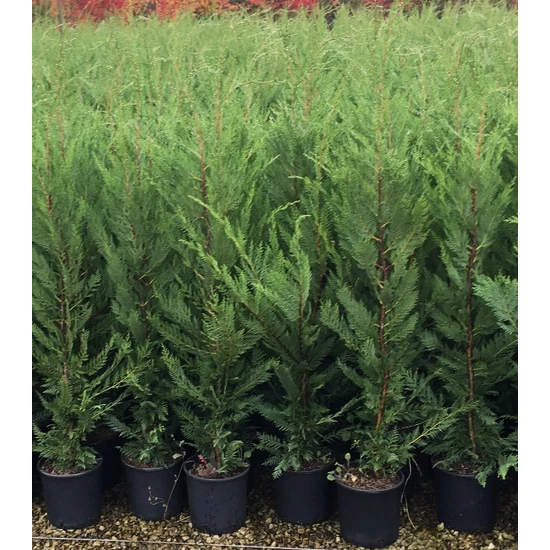Leyland ciprus CUPRESSOCYPARIS LEYLANDII '2001' 100/125 K25