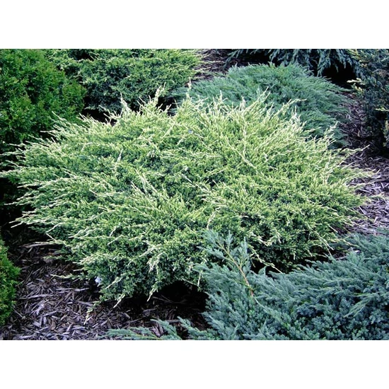 Himalájai törpeboróka   JUNIPERUS SQUAMATA HOLGER 40/60 K18