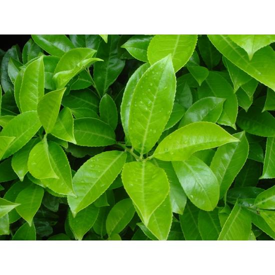 Kereklevelű babérmeggy   PRUNUS LAUROCERASUS ROTUNDIFOLIA 100/125 K30