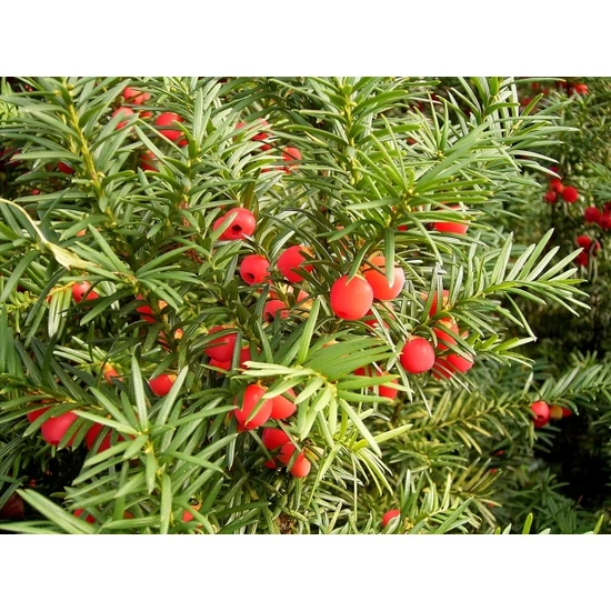 Közönséges tiszafa   TAXUS BACCATA 100/125 K22