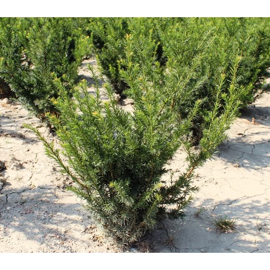 Oszlopos tiszafa TAXUS MEDIA GROENLAND 100/125 K18