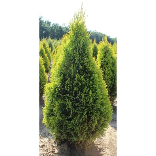 Arany smaragd tuja THUJA OCCIDENTALIS GOLDEN SMARAGD 80/100 K22