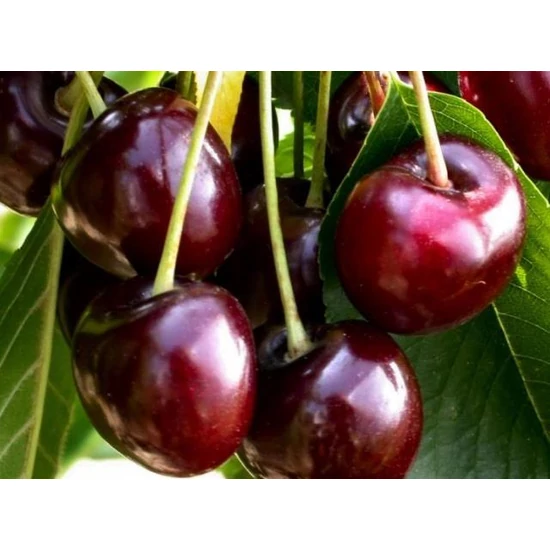 Germersdorfi cseresznye Prunus avium