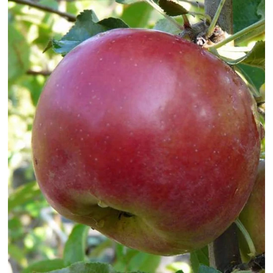 Törpe almafa-Sensation Malus domestica