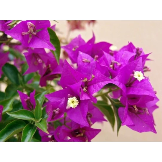 Murvafürt   BOUGAINVILLEA ALEXANDRA PIRAMIS 200CM K42