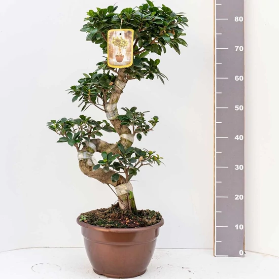 Fikusz bonsai BONSAI S-FORMA 80/85CM K10 