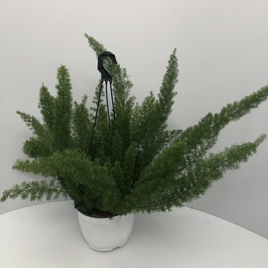 Aszparágusz ASPARAGUS DENSIFLORUS MEYERS CSÜNGŐ KASPÓBAN K3
