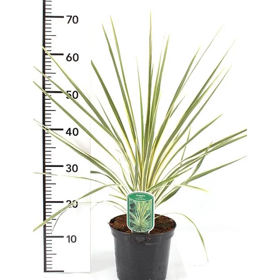 Bunkóliliom   CORDYLINE AUSTRALIS TORBAY DAZZLER 60CM K4