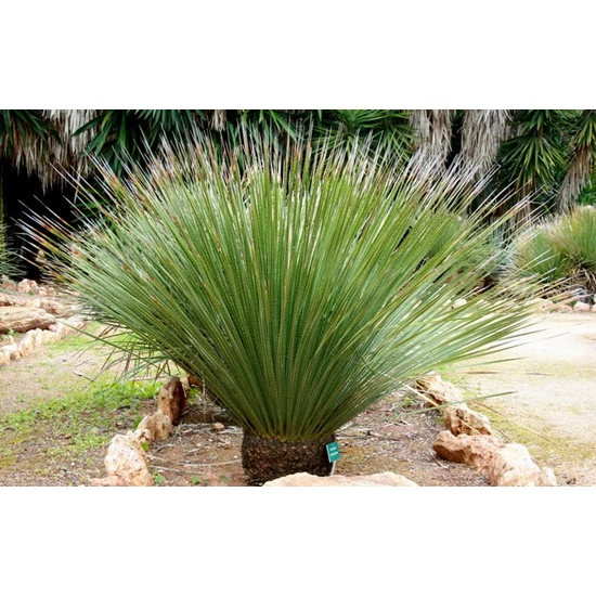 Üstökliliom   DASYLIRION SERRATIFOLIUM K9