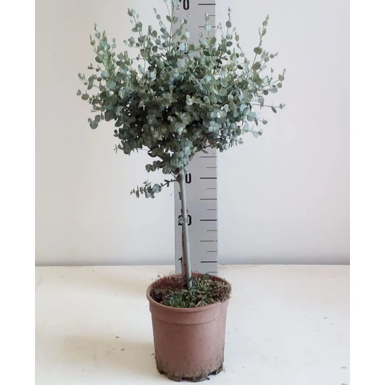 Havasi eukaliptusz  EUCALYPTUS GUNNII T70 K3