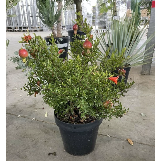 Törpe gránátalma PUNICA GRANATUM NANUM BOKOR K10