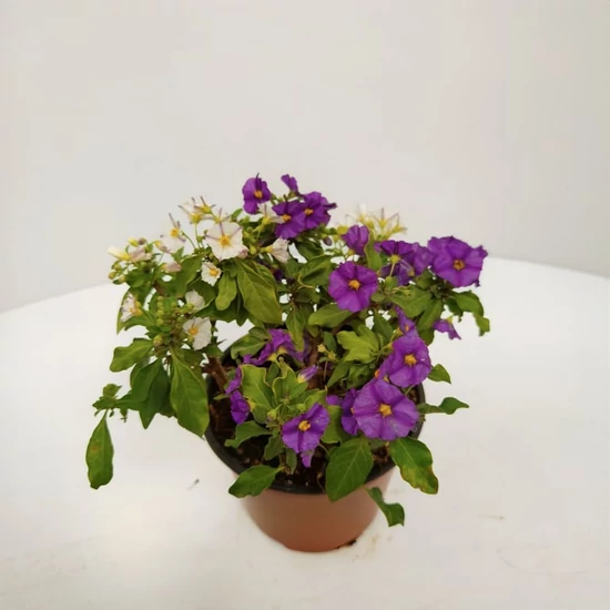 Enciánfa   SOLANUM RANTONNETII BICOLOR T1/4 K3