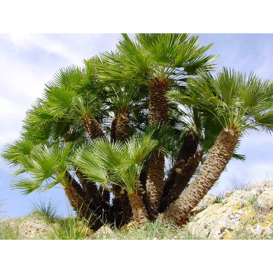 Törpe lószőrpálma  CHAMAEROPS HUMILIS 120/130 K30