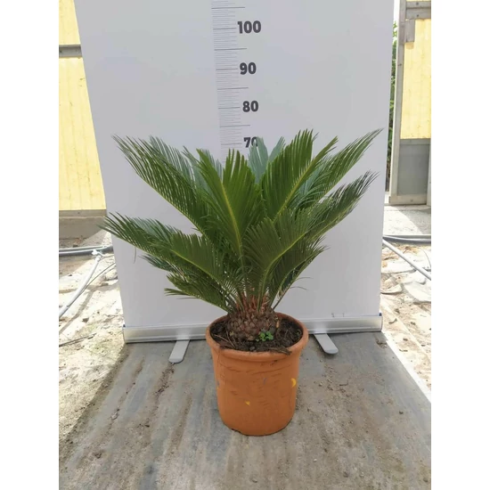 Szágópálma CYCAS REVULATA K6